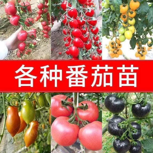 寿光市大红番茄苗  各种番茄苗 自产自销 6颗 12颗  一件代发 对接微商电商