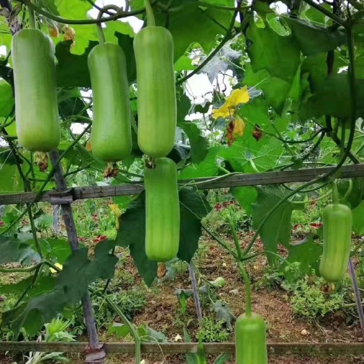 浏阳市肉丝瓜 丝瓜