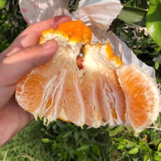 任丘市不知火 新鲜一级果，口感酸甜，刚下山的
