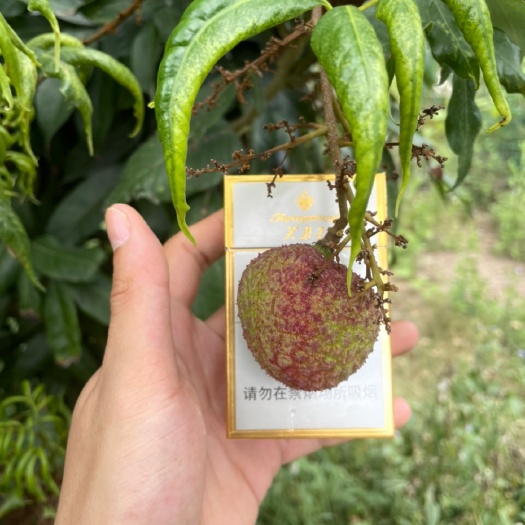 陵水县妃子笑荔枝  海南荔枝妃子笑白糖罂桂味黑叶