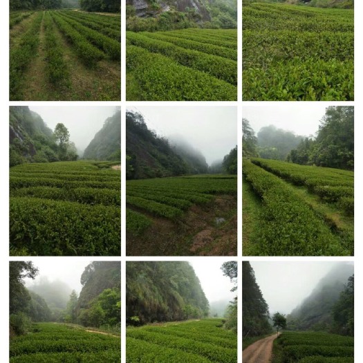 泰宁县岩茶肉桂 回甘 清香 耐泡