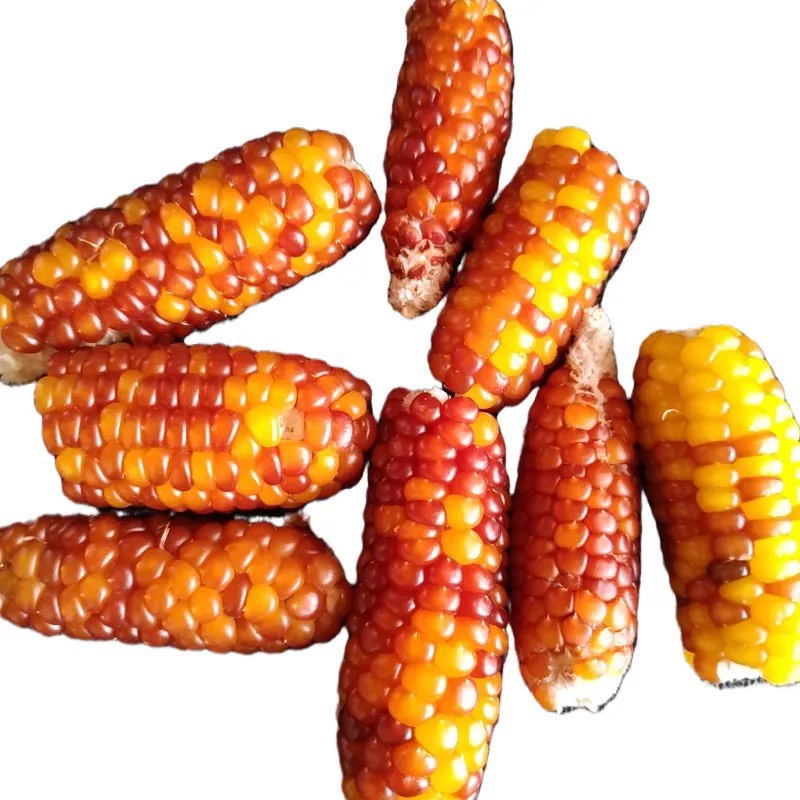 蠡玉111玉米品种图片