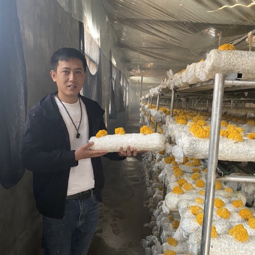 佛山金耳  黄耳【支持云南老家直发全国，佛山周边欢迎到店自提】