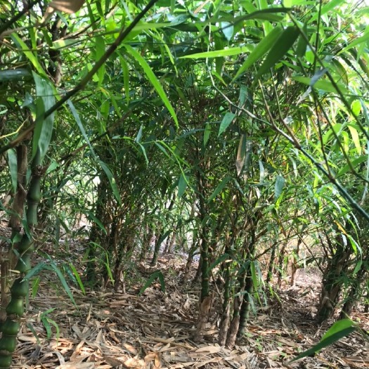 大肚佛竹一件代发长期供货景观竹竹罗汉竹3到8公分竹苗扶贫