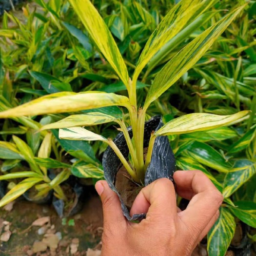 漳浦县花叶良姜盆栽 