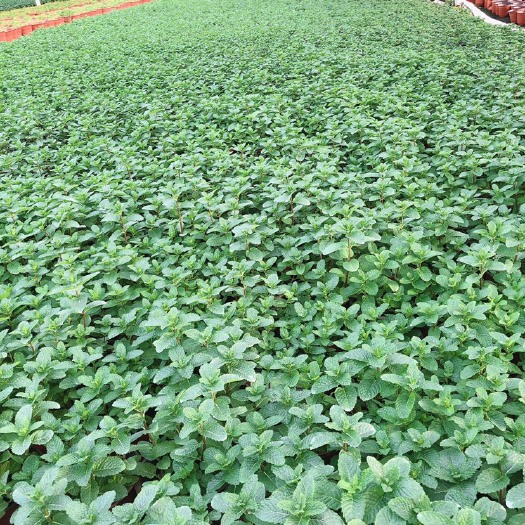 平湖市薄荷留兰香薄荷 网店专用，网红薄荷