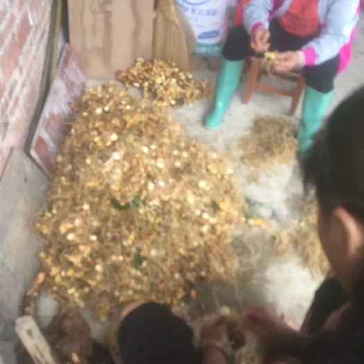仁化县粤北山区纯货黄精刚下地，数量不多