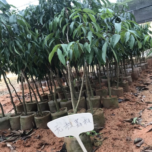 灵山县妃子笑荔枝苗  荔枝嫁接苗