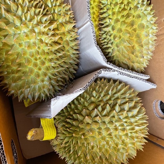 常州金枕榴莲  榴莲金枕头