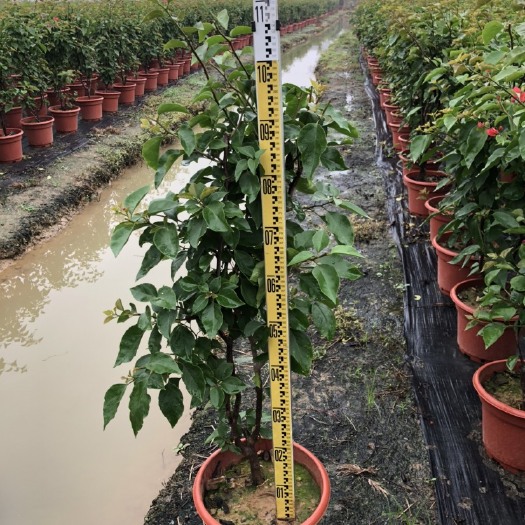 佛山水红三角梅 1.0~1.5米 
