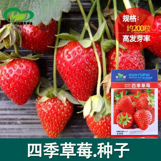 青县草莓种子全季度室内室外阳台水果农家蔬菜种子秋冬