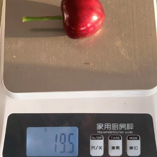 大连俄罗斯8号 俄八大樱桃