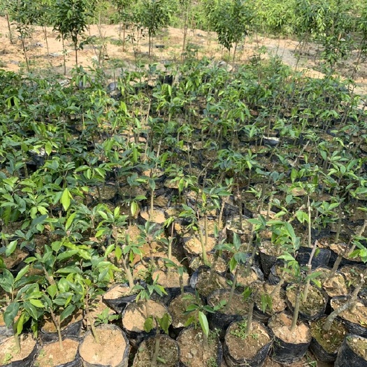 茂名奇楠沉香树 棋楠各品种