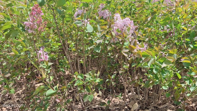 海城市紫丁香  丁香花。绿化。庭院都可以用