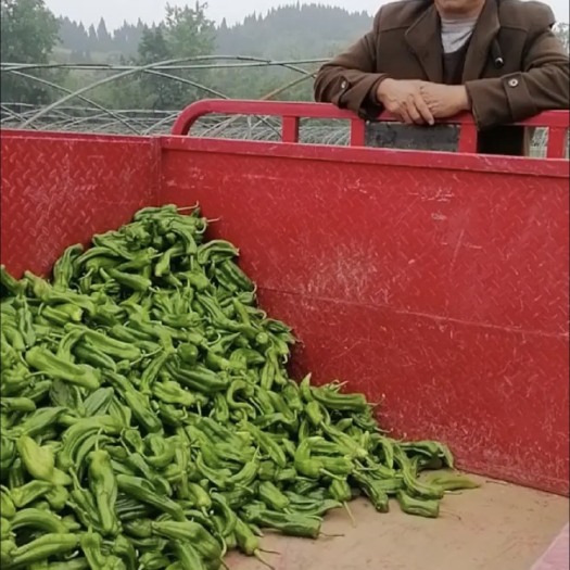重庆市辣椒  重庆荣昌百亩青椒基地直供，货源充足，品质上乘，青椒上市了