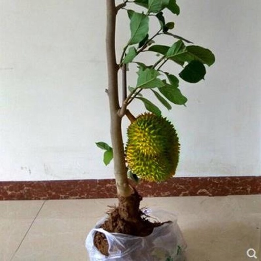 灵山县金枕榴莲苗 榴莲苗金阵榴莲苗带土带叶子嫁接杯苗