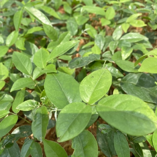 灵山县良种中叶牛大力苗