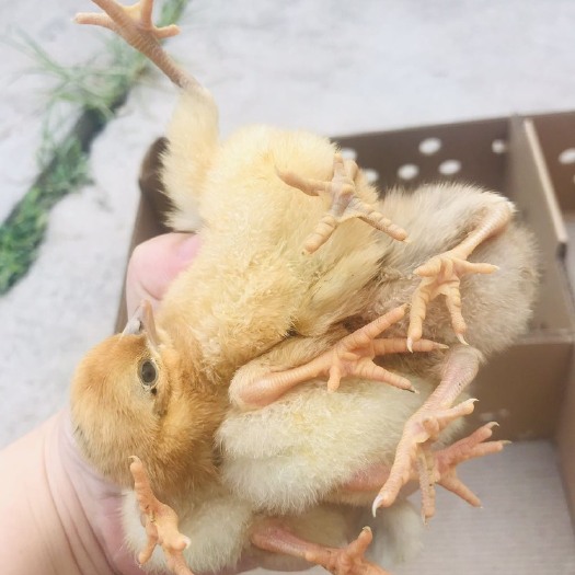 广州高产麻羽绿壳蛋鸡苗