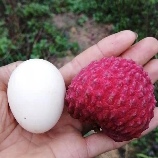 惠东县顺丰包邮 荔枝王 妃子笑 桂味 糯米糍 无核荔枝  一件代发