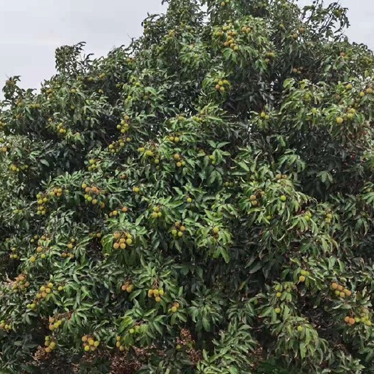 雷州市 大陆最早上市的荔枝（三月红）
