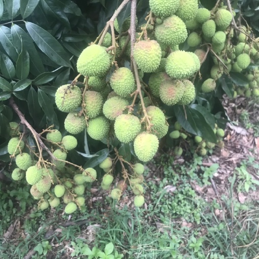  海南妃子笑荔枝