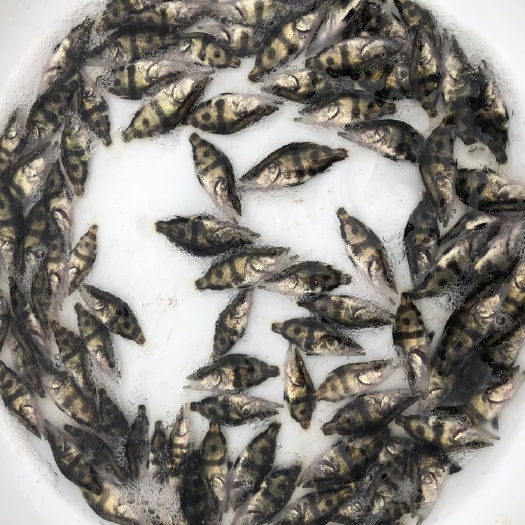 佛山 桂花鱼苗 优质桂鱼苗 活体养殖肉食性观赏桂鱼 鳌花鱼苗