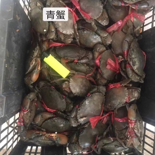 琼海市青蟹，各规格都有，源地直发