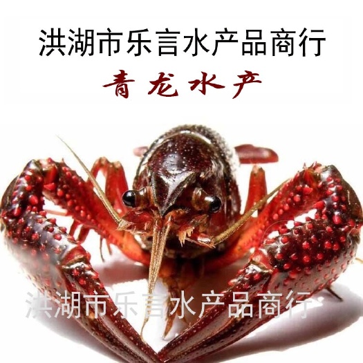 洪湖市【精选】湖北洪湖市鲜活小龙虾大中小全规格底板干净塘口大量出货