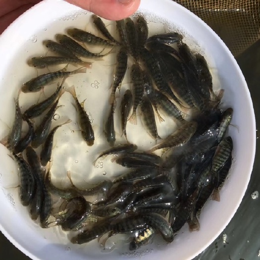 优质快大种罗非鱼苗 海南一号 脆肉罗非鱼苗 青宝路
