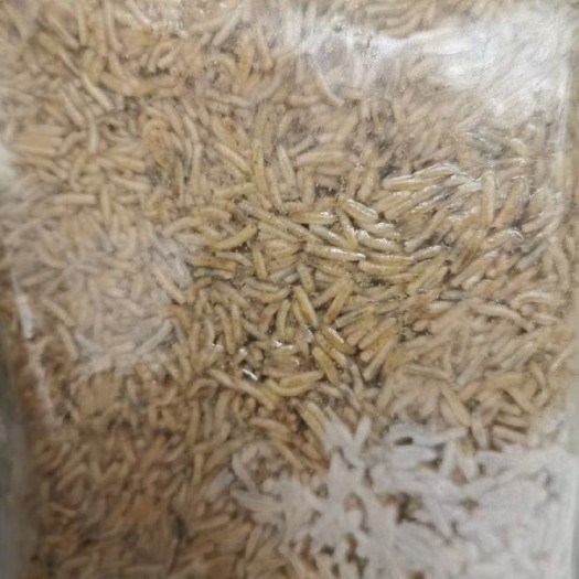 如东县蝇蛆 高蛋白蝇虫