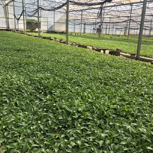赫章县二荆条辣椒苗 大量供应辣椒苗品种：3 线椒、艳红、老52、新52等