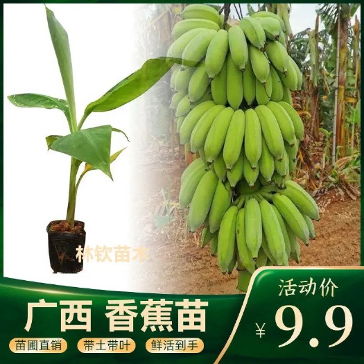 灵山县金粉一号香蕉苗 矮化香蕉苗 果树苗当年结果9号皇帝蕉粉焦南方四季盆栽可种