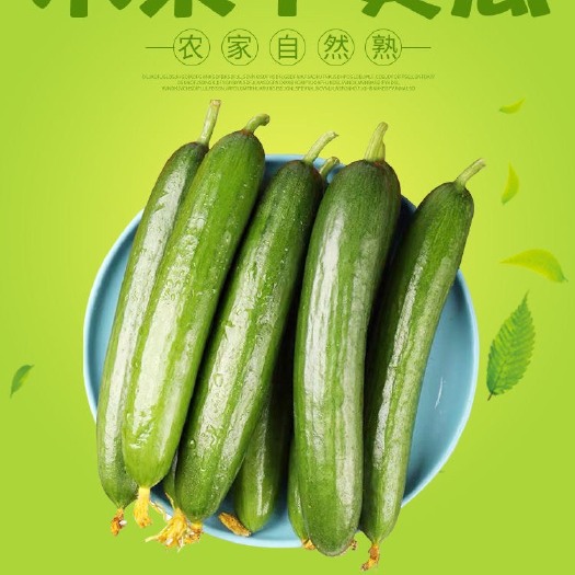 平度市精品水果黄瓜。代购代销。商超，档口，海底捞，团购，电商一件代