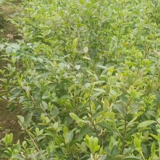 巴马县油茶树苗 山茶油苗良种嫁接杯苗，长林2号