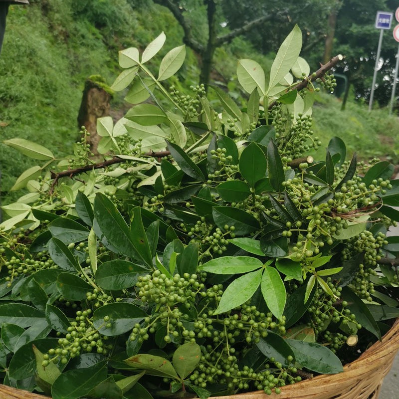 【四川特产】新鲜青花椒新鲜藤椒麻椒保鲜花椒特麻特香江津九叶青