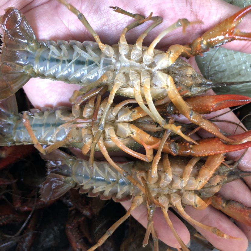 【精选】湖北洪湖市鲜活小龙虾大中小全规格底板干净塘口大量出货