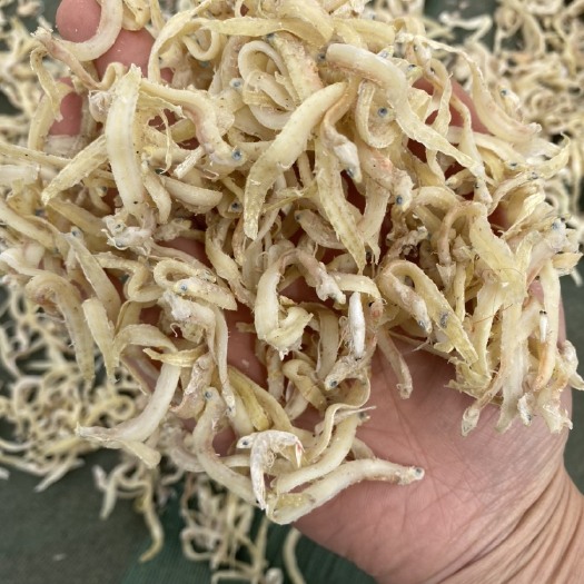 滨州凤尾鱼干  精选 小面鱼 凤尾鱼 大量有货