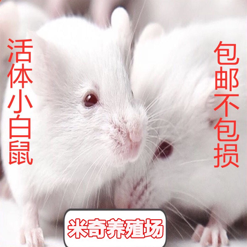 昆明小白鼠优质种鼠出售