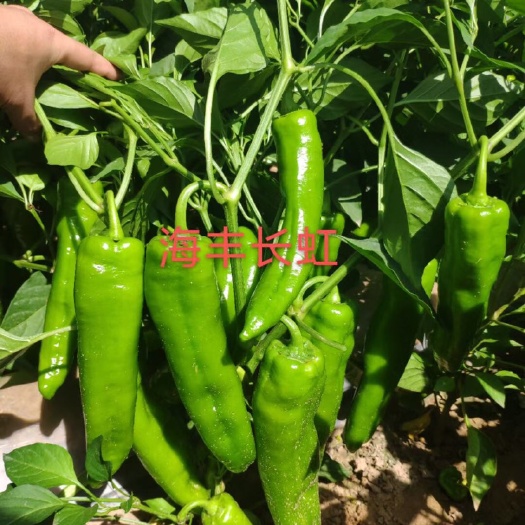 黑山县随时预定海丰长龙牛角椒辣椒苗