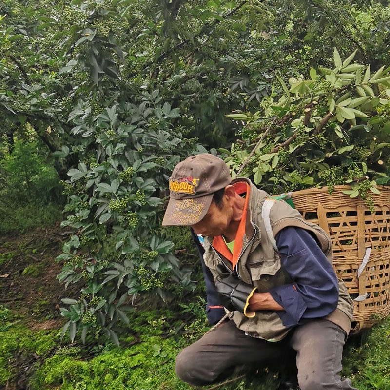 【四川特产】新鲜青花椒新鲜藤椒麻椒保鲜花椒特麻特香江津九叶青