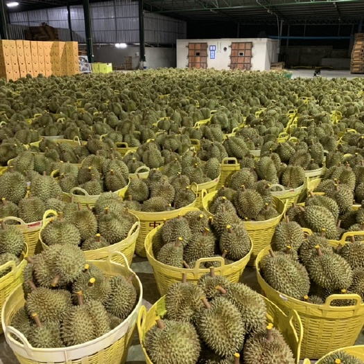 凭祥市金枕榴莲 泰国尖竹汶府榴莲大批量整柜批发！