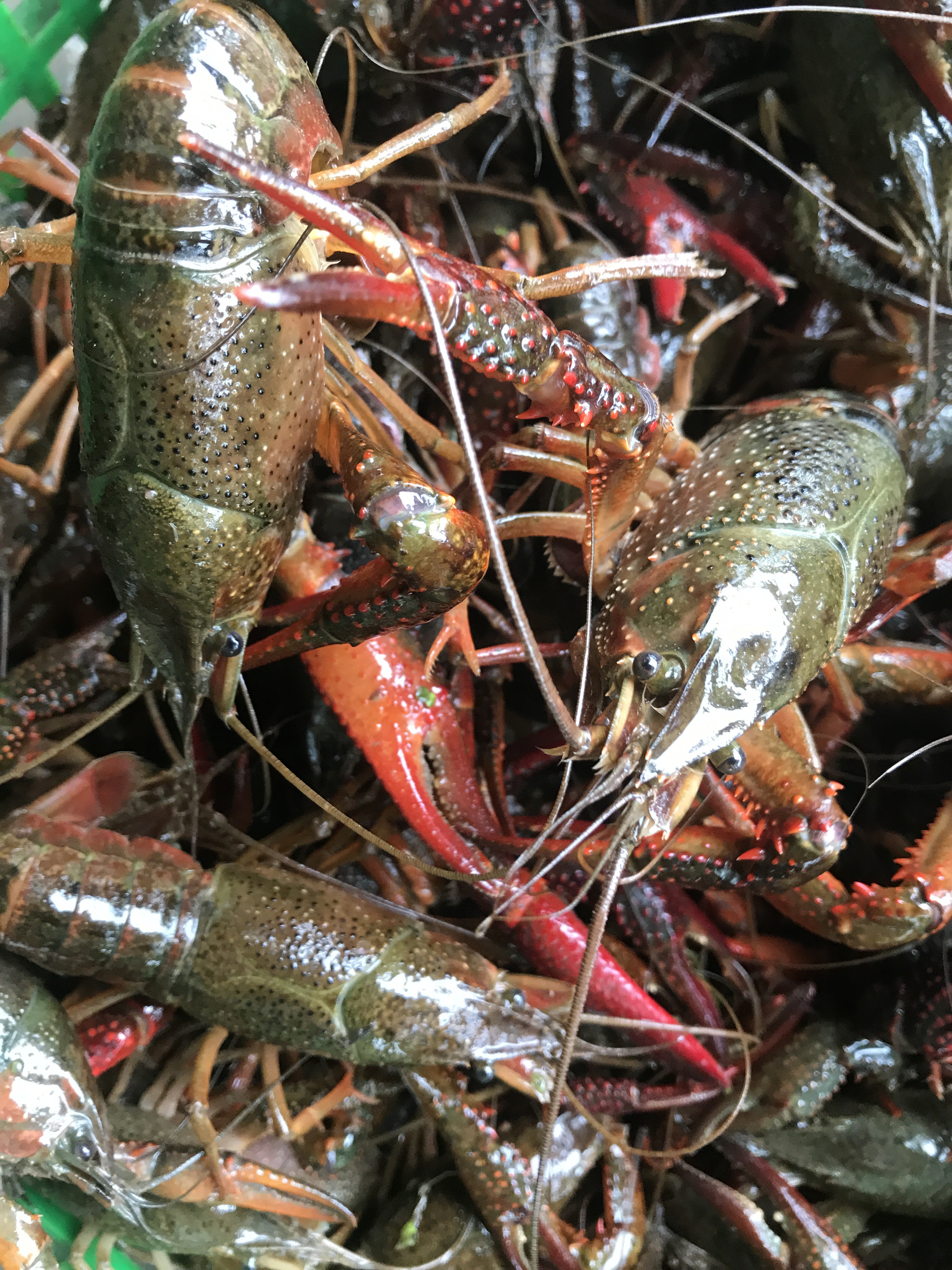 【精选】湖北洪湖市鲜活小龙虾大中小全规格底板干净塘口大量出货