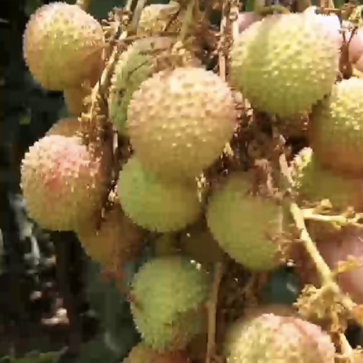 高州市妃子笑荔枝 广东省茂名市高州市 商品果 
