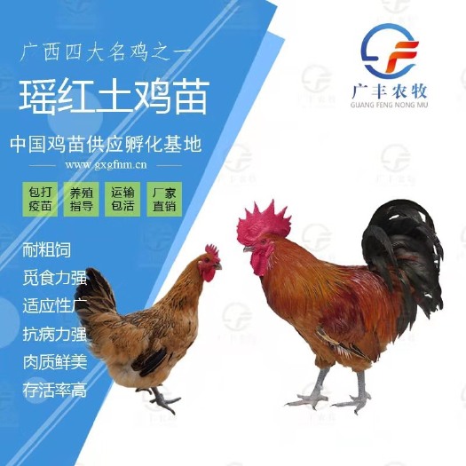 南宁 瑶鸡苗 土鸡苗