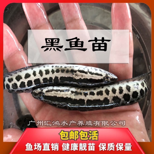 佛山2021黑鱼苗 乌鳢苗 肉食性观赏活体养殖生鱼苗 黑鱼鱼苗