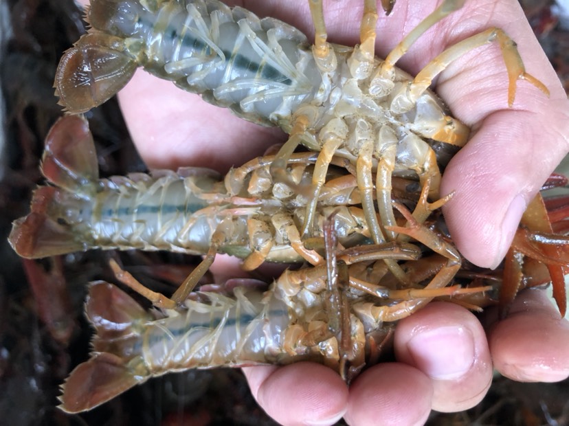 【精选】湖北洪湖市鲜活小龙虾大中小全规格底板干净塘口大量出货