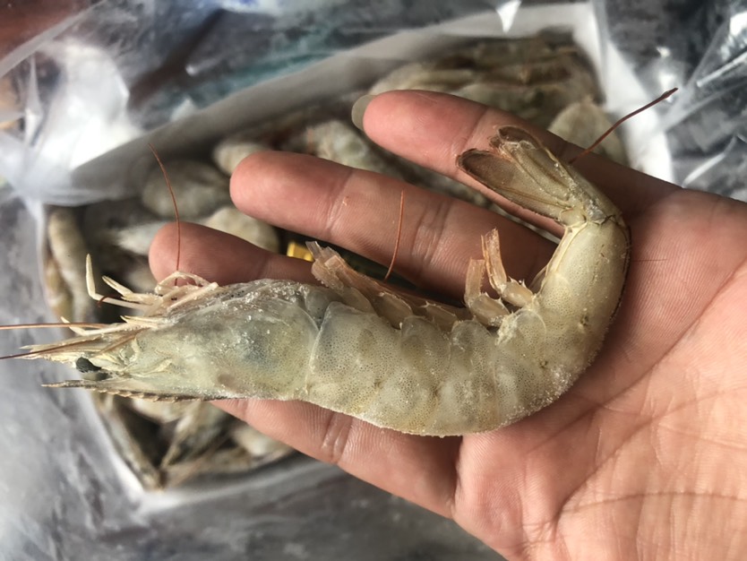 白虾  虾