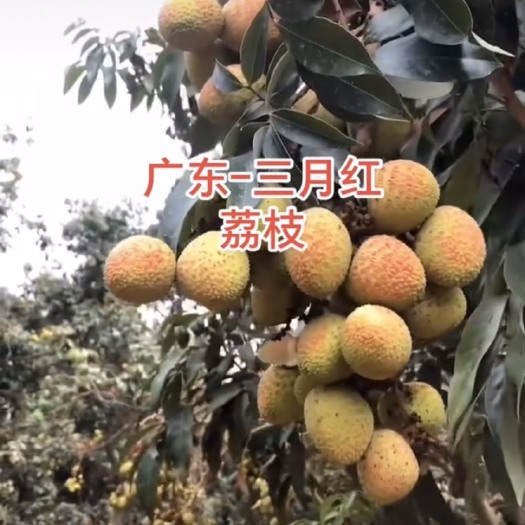 广州三月红荔枝 增城荔枝-三月红