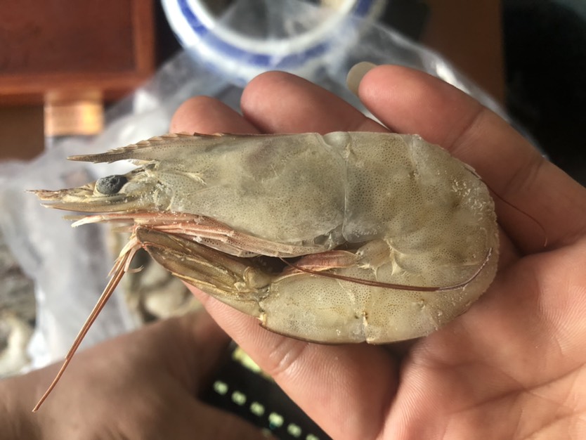 白虾  虾