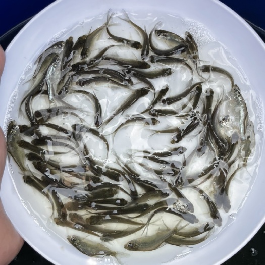 博罗县优质武昌鱼苗 边鱼苗 三角鲂 鳊鱼苗 沙边鱼苗